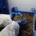 Should We Be Letting Flies Eat Our Food Waste?